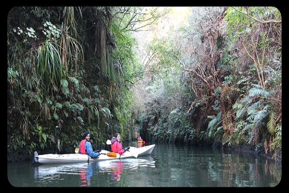 a person riding on the back of a boat next to a tree